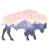 Bison used look