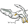 Seagull