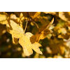 feuilles d'automne dorées