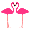 flamants roses