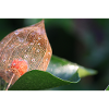 Physalis en hiver