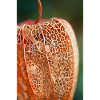 Physalis en hiver