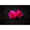 Rose - Rosa -Schwarz