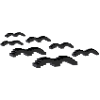 oiseaux