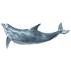 Delfin