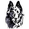 groenendael