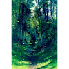 Waldwolf