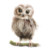 eule