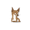 Anatomie d'un cadeau de Chihuahua