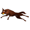 Kelpie Flyball