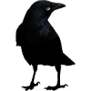 raven