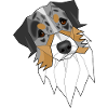 Australian Shepherd (blackbird) - Laska