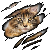 Maine Coon in me