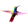 Bunter Kolibri
