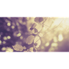 Branch in backlight