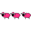 flock sheep