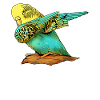 Perruche Perruche Perruche Oiseau Animal