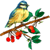 Titmouse and cherries