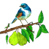 Blue bird and pear