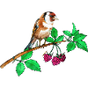 Goldfinch and raspberry