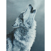 Grey Wolf