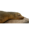 Robbe Chillt auf Stein