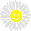 Daisies - daisies - daisies
