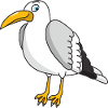 gull
