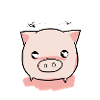 Pig piglets