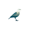 Bird animal clouds sky fly