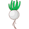turnip