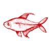 Red fish