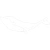 whale