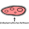 Pantoffeltierchen