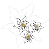 edelweiss