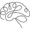 brain