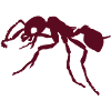 Ant