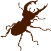 Hirschkäfer