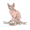 Nacktkatze don sphynx