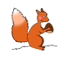 Squirrel with nut