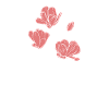 Pink flowers