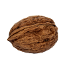 walnut