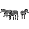 Zebras