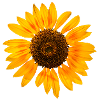 Sonnenblume