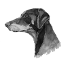 Doberman Pincher