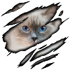 Ragdoll in me