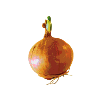 Onion Zwiebel