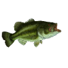 Black bass