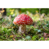 Toadstool