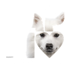 Spitz Japonais NASSU I